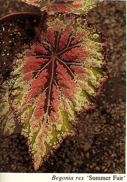 B. ‘Summer Fair’